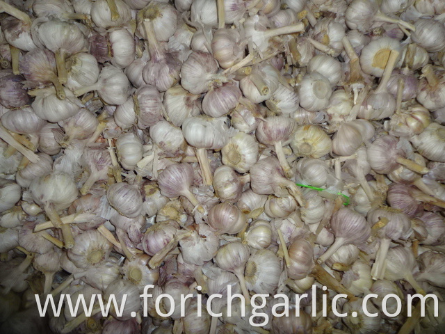 Hybrid Garlic